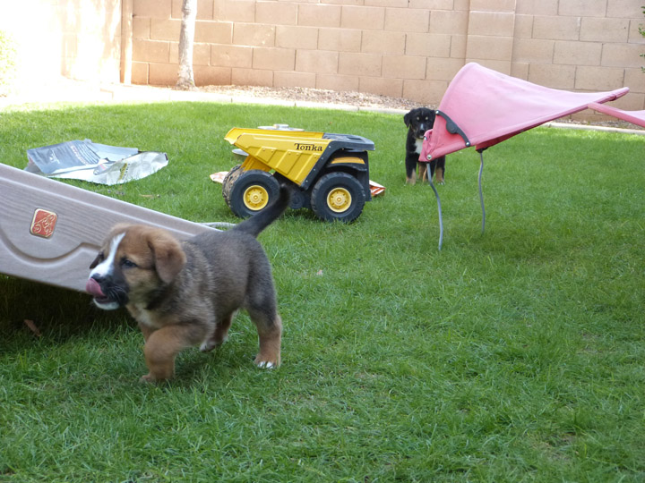 chinook dog